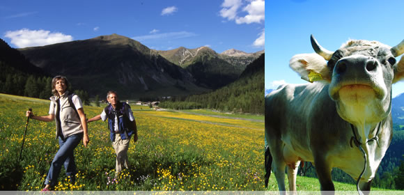 Winkhof - Urlaub auf dem Bauernhof im Sarntal - Südtirol